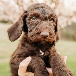 Ella Fitzgerald - Chocolate female Labradoodle puppy in Orange, Virginia from Hillcrest Labradoodles