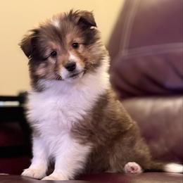 Zion - White and sable male Shetland Sheepdog puppy in Tulsa, Oklahoma from September Morning Shelties
