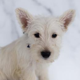 Flannel - Wheaten male Scottish Terrier puppy in Stevens, Pennsylvania from K&M Kennel
