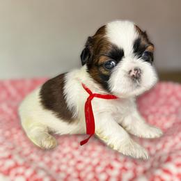 AKC-Cookie - Tricolor female Shih Tzu puppy in Charlotte, North Carolina from Judy's Shih Tzus