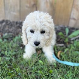 Cockapoo Puppies from East St. Poodles & Doodles