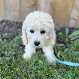 Cockapoo Puppies from East St. Poodles & Doodles