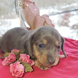 Winter - Gray (blue) and tan female Dachshund puppy in Bergen, New York from T. Rex Doxies & Friends