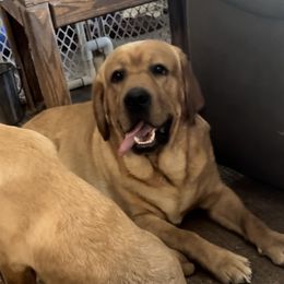 Labrador Retriever Puppies from Susan Burkey
