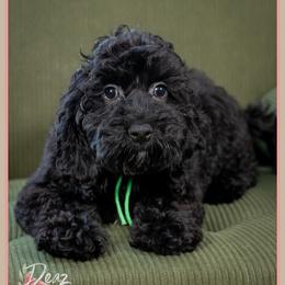 Verne - Black male Cockapoo puppy in Connersville, Indiana from Deaz Doodle Ranch