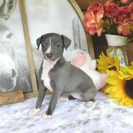 Ava's Female 2 - Blue female Italian Greyhound puppy in Sparta Tn And Caryville Fl, Tennessee from Summerwind Kennel