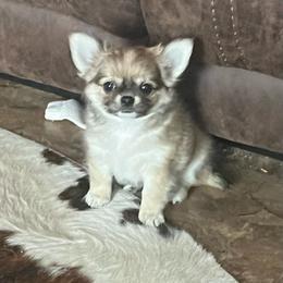 Rocket.      4800 - Fawn and white male Chihuahua puppy in Tecumseh, Oklahoma from Callie’s Happy Chihuahuas, Callie’s Happy Treasures LLC