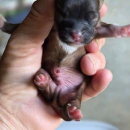 Boy 1 - Brindle and white male Shih Tzu puppy in Rockmart, Georgia from Sonya Garrett