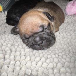 French Bulldog Puppies from Nuthin’ But Frenchies