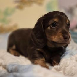 Emma's Chocolate girl - Chocolate and tan female Dachshund puppy in Ethel, Washington from Mickey's Miracle Doxies