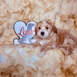 Snoopy - Cream male Maltipoo puppy in West Jordan, Utah from Mid Sized Maltipoos and More LLC