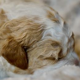 White Orange Girl - Orange female Lagotto Romagnolo puppy in Lynden, Washington from Northwest Lagotto
