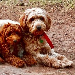 Penny - Apricot Goldendoodle puppy in Utah from PollyWally Doodle