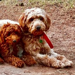 Penny - Apricot Goldendoodle puppy in Utah from PollyWally Doodle