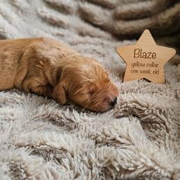 Blaze - Dark golden male Golden Retriever puppy in Inman, South Carolina from Shadow Acres