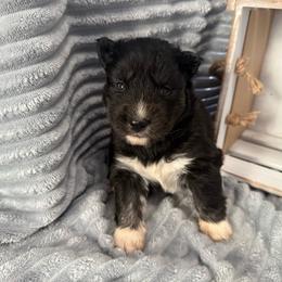 Rook - Black tan and white female Siberian Husky puppy in London, Ohio from Rose Trail Siberian’s