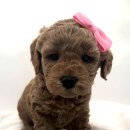 Pink girl-Rudolph - Red  female Goldendoodle puppy in Lewisville, Texas from Zink Doodles