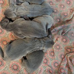 Girl 6 - Blue female Weimaraner puppy in Evart, Michigan from Drehbar Weimaraners