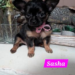 Sasha - Black and tan female Chihuahua puppy in Indianapolis, Indiana from London Rouge Chihuahuas