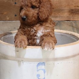 Poodle Puppies from Red Barn Moyen Poodles