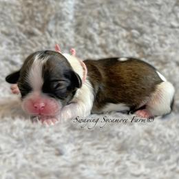 Brindle and White Female - Pink Collar - Brindle and white female Shih Tzu puppy in Crawfordsville, Indiana from Swaying Sycamore Farm