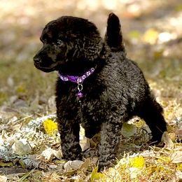 Mr. Purple Collar - Black male Poodle puppy in Screven, Georgia from Dreamland Standard Poodles