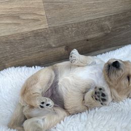 Golden Retriever Puppies from Joyfully Golden
