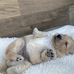 Golden Retriever Puppies from Joyfully Golden