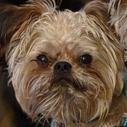Hondo - Brussels Griffon