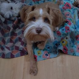 Zuko - Miniature Schnauzer
