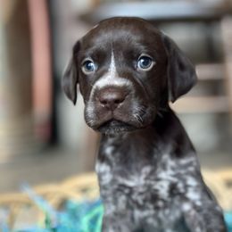 Airedale Terriers and German Shorthaired Pointers from Aim High Airedales & German Shorthaired Pointers