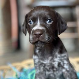 Airedale Terriers and German Shorthaired Pointers from Aim High Airedales & German Shorthaired Pointers