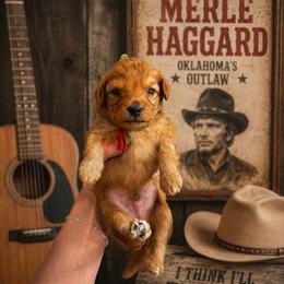 Merle Haggard - Red  male Goldendoodle puppy in Hot Springs, Arkansas from Hot Springs Kennels