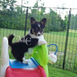 Riley (Fluff) - Black and tan female Pembroke Welsh Corgi puppy in Straughn, Alabama from Magnolia Creek Corgis