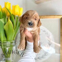 STINGER - Caramel red male Australian Labradoodle puppy in Palmdale, California from Heavenly Doodles