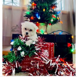 Maltese Puppies from OT Maltese & Co