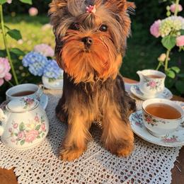 Beautiful girl - Black and gold female Yorkshire Terrier puppy in Nitro, West Virginia from Nitro Elite Babydoll Yorkies