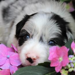 Border Collie Puppies from Team Reeves Ranch