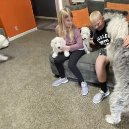 Old English Sheepdog Puppies from Heavinly Blessings Farm Pups - Old English Sheepdog Puppies