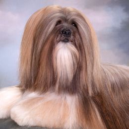 Lhasa Apsos from Cassandra de la Rosa