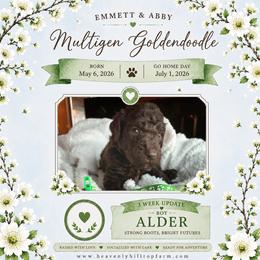 2. ALDER - KELLY GREEN COLLAR BOY - Chocolate male Goldendoodle puppy in Charlo, Montana from Heavenly Hilltop Farm