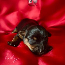 Lily - Black and tan female Yorkshire Terrier puppy in Smryna, Georgia from Owensons’ Kennel