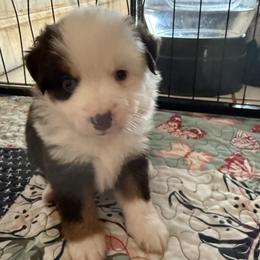 Girl 1 Aussie - Red tri female Miniature Australian Shepherd puppy in Pensacola, Florida from TNT MINI AUSSIES