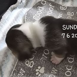 Donut - Black brown and white male Basset Hound puppy in Moore, Oklahoma from Boomer Basset Hound Babies