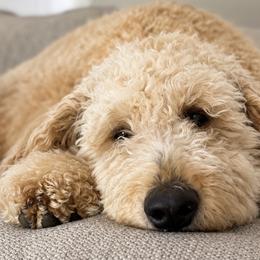 Goldendoodles from Willows Doodles