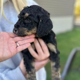 Igor - Black phantom male Aussiedoodle puppy in Berrien Spring, Michigan from Red Bud Beautiful Doodles