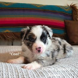 Coal - Blue merle male Miniature Australian Shepherd puppy in Vinemont, Alabama from Cotton Country Kennels