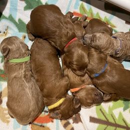 Poodle puppies from Home Breeder