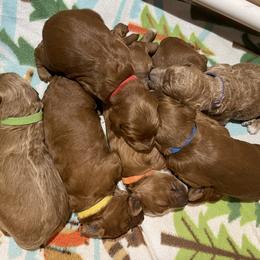 Poodle puppies from Home Breeder