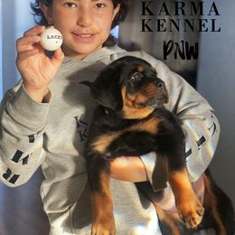 Rottweiler Puppies from KarmaKennelPNW